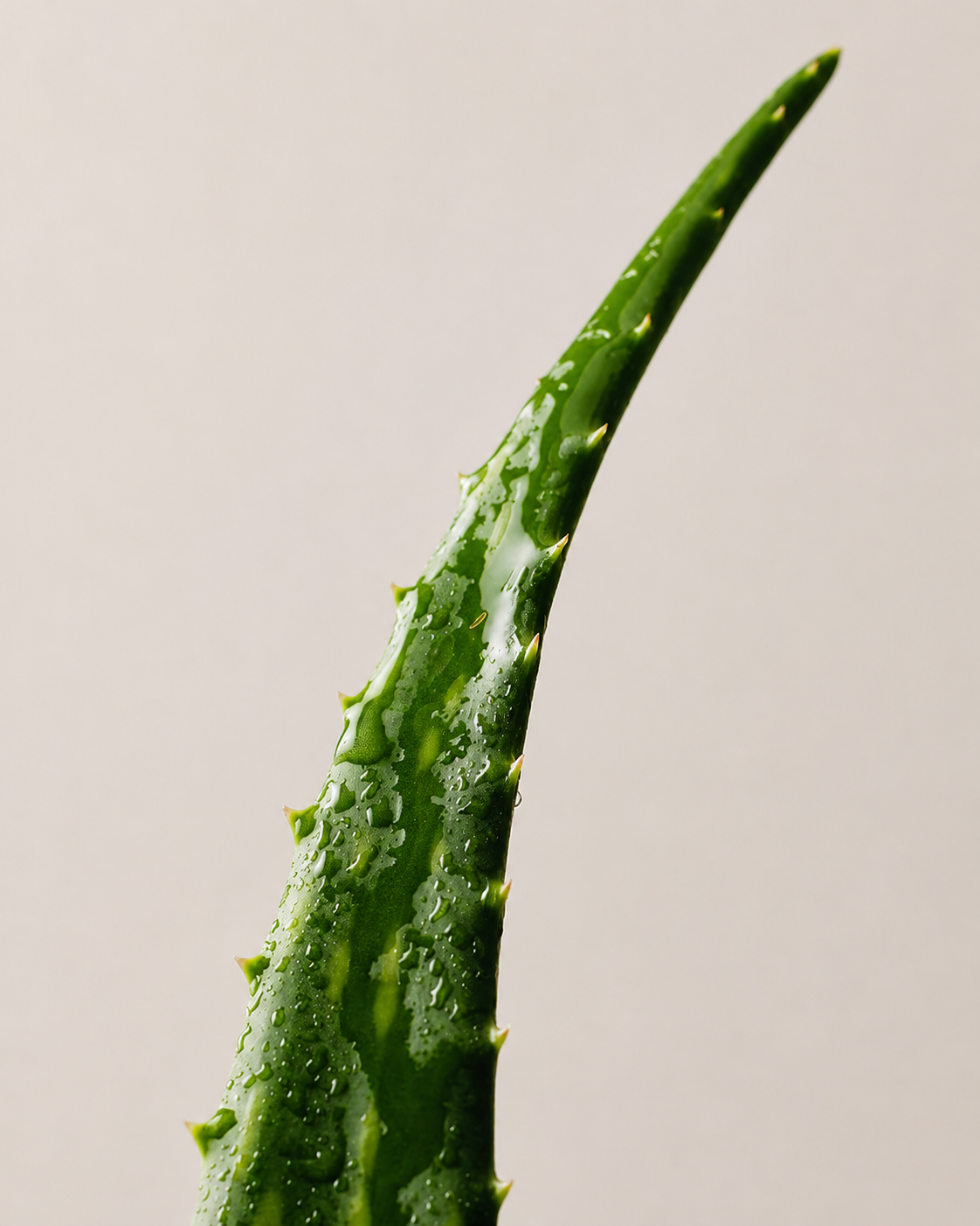 Why is aloevera the ultimate skin soother?